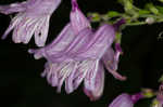 Small's beardtongue